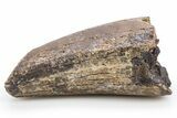 Fossil Tyrannosaurus (Trex) Tooth - Wyoming #306784-5